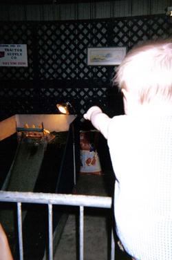 State Fair and ducks.jpg